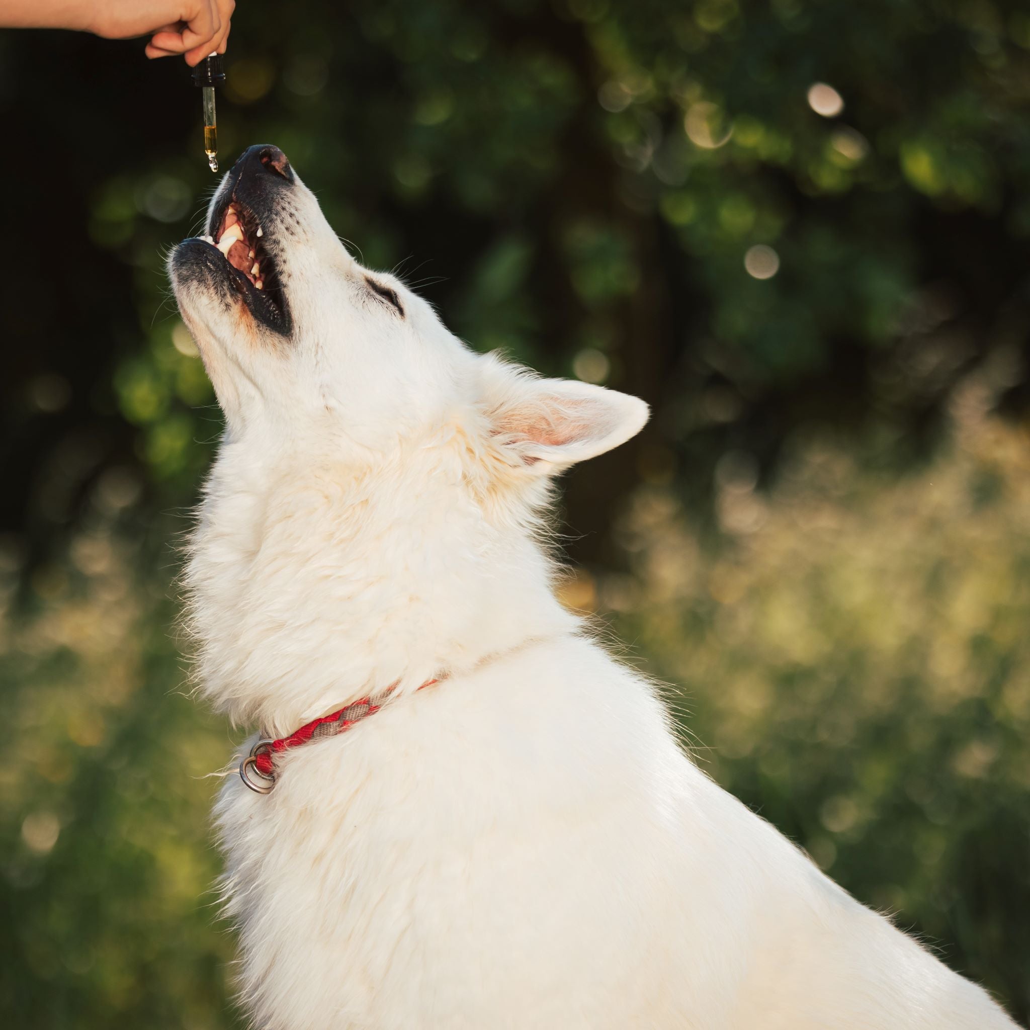 Black Cumin Seed Elixir